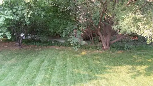 Lush green backyard with trees at Risen House, a sober living home in Idaho.